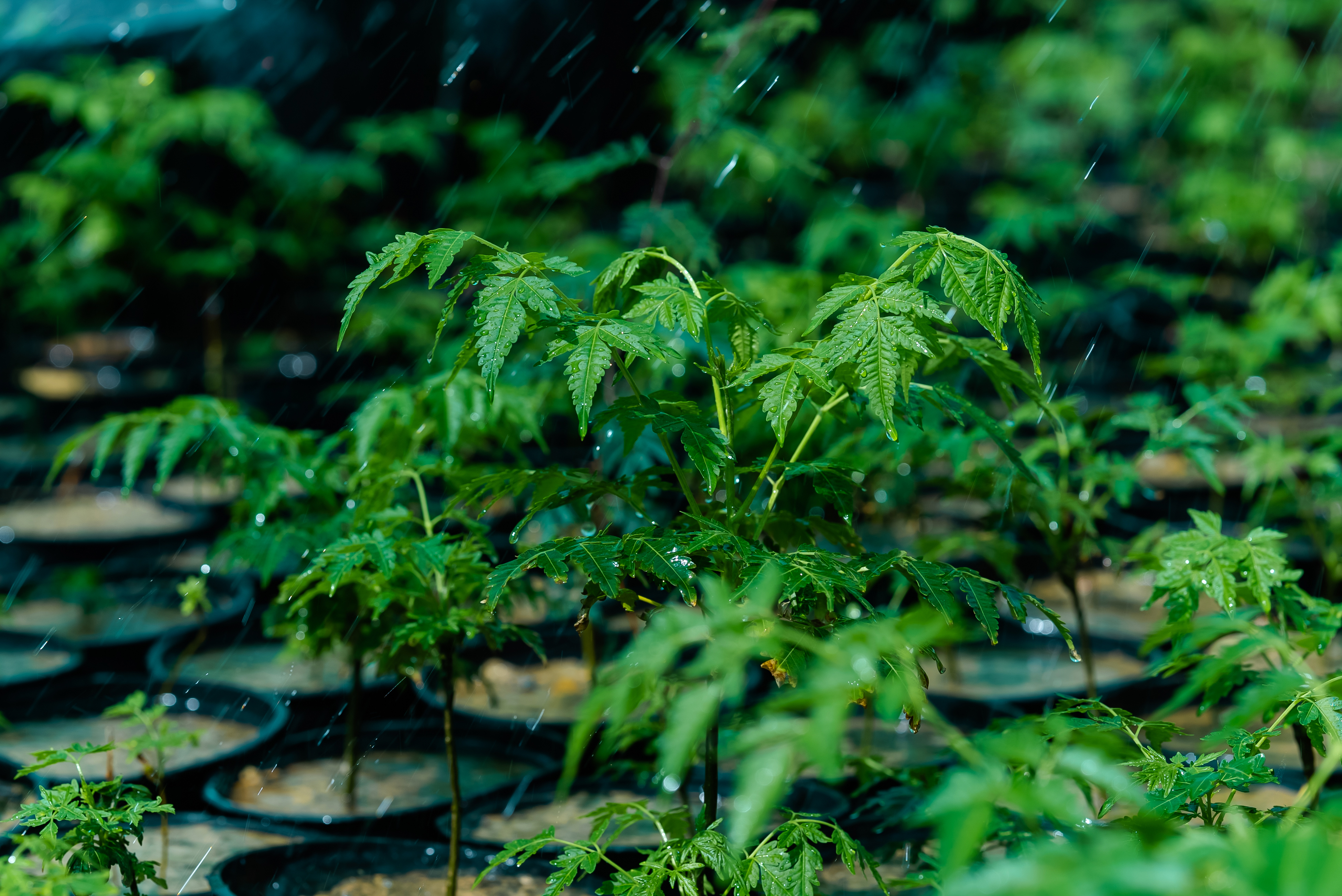 UNISCAPE landscape project