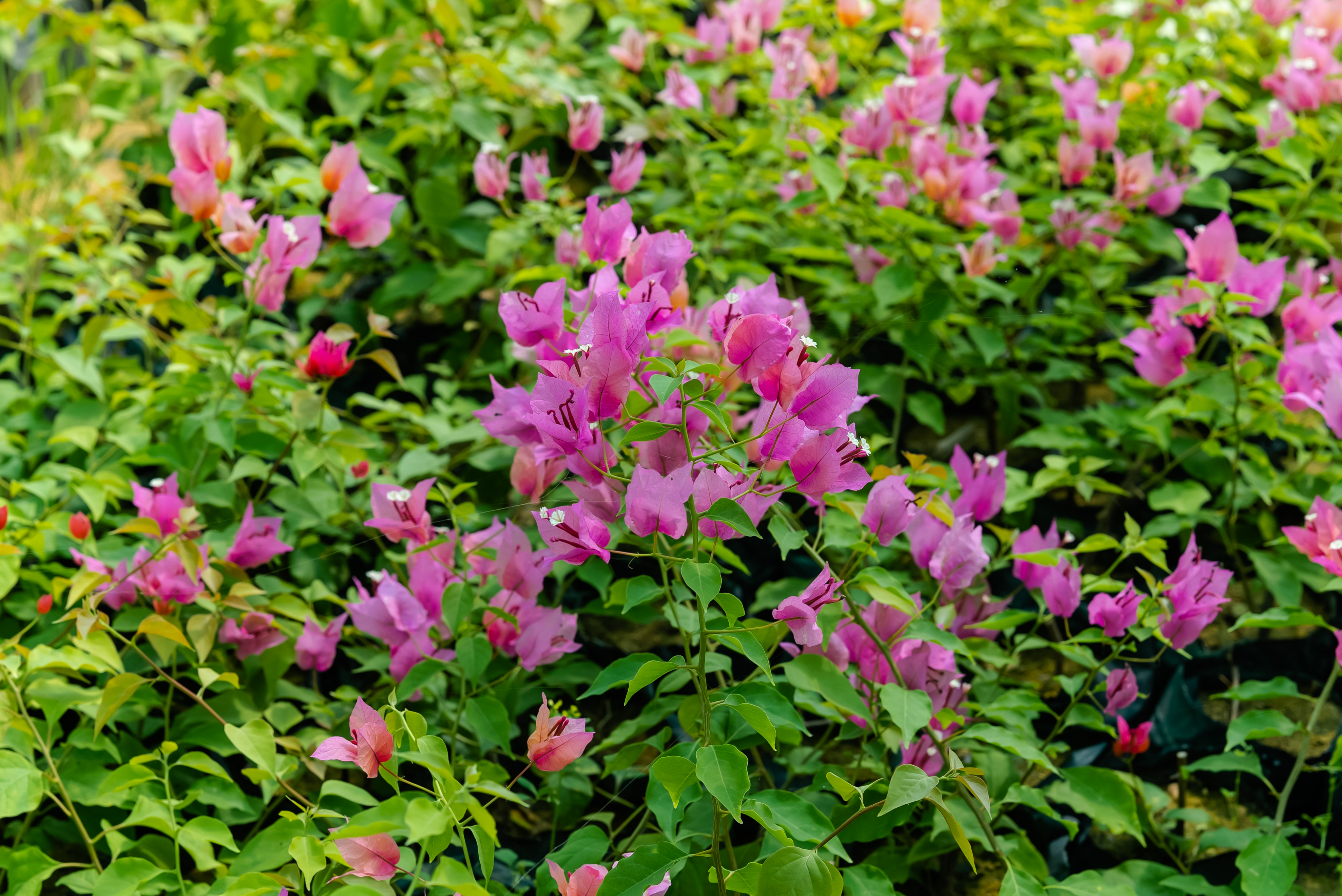 Plant Production and Specialization