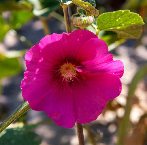 Alcea rosea