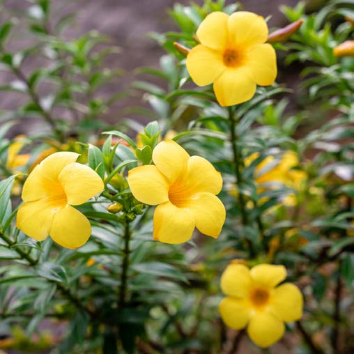 Allamanda cathartica