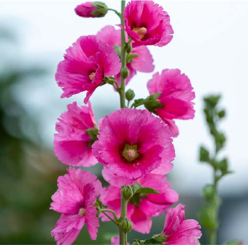 Althaea