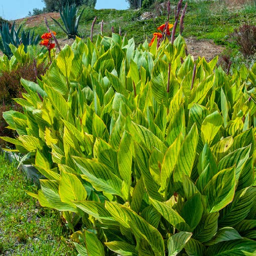 Canna indica