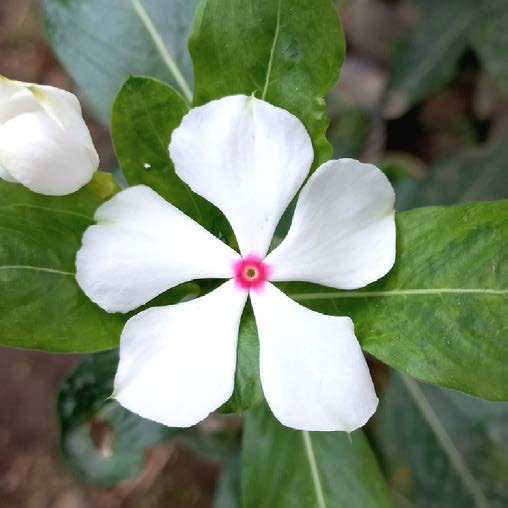 Catharanthus roseus