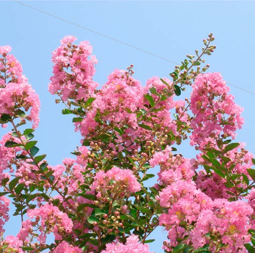 Lagerstroemia indica