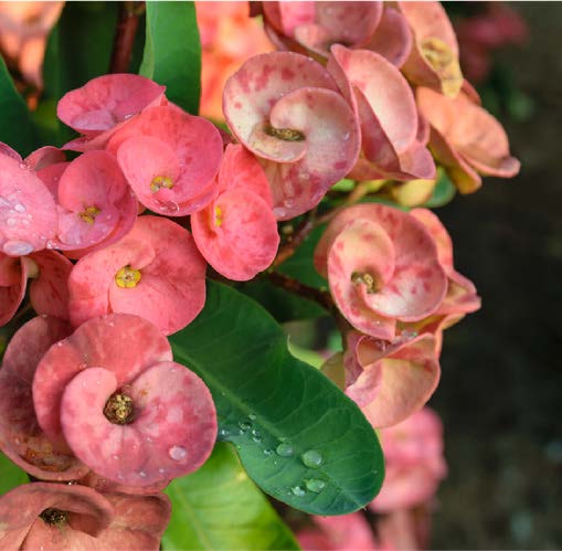 Portulaca grandiflora