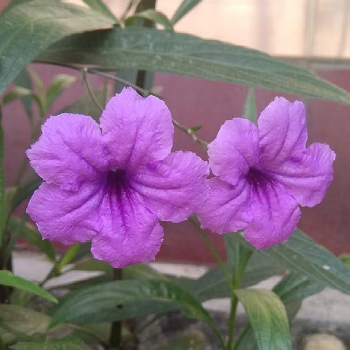 Ruellia simplex