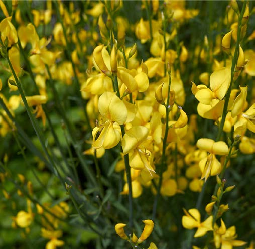Senna occidentalis