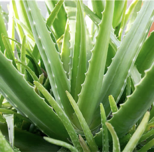 Aloe vera