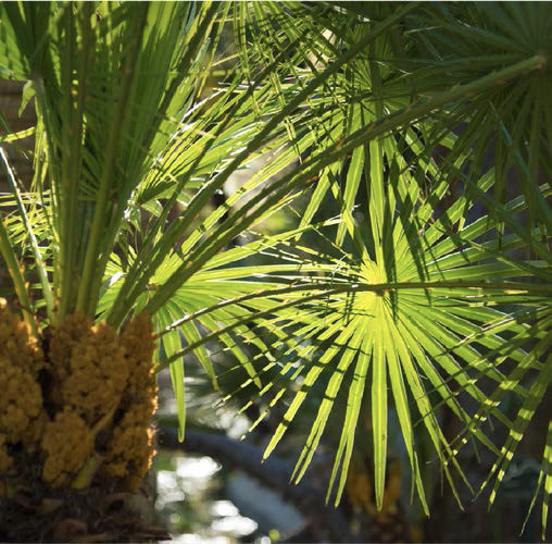 Euphorbia tithymaloides