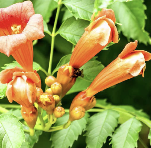 Euphorbia tithymaloides