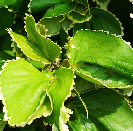 Acalypha wilkesiana