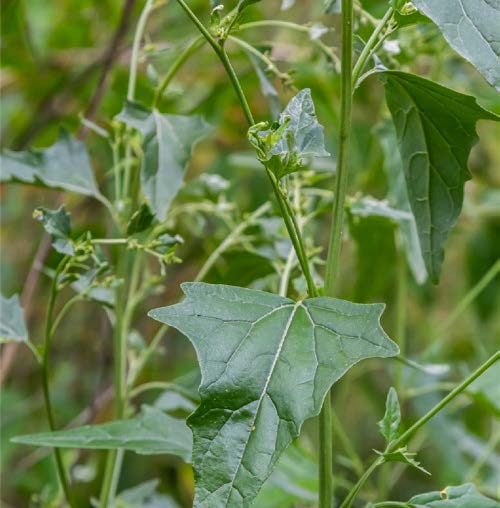 Atriplex