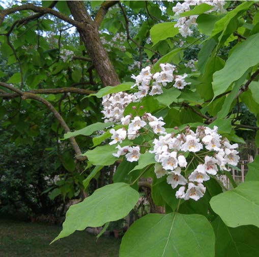 Bignoniaceae