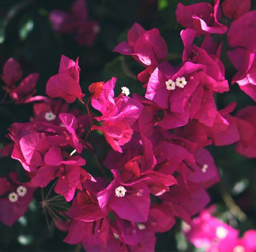 Bougainvillea
