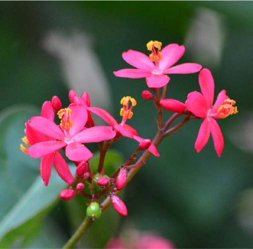 Lantana montevidensis