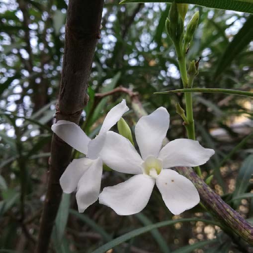 Nerium oleander