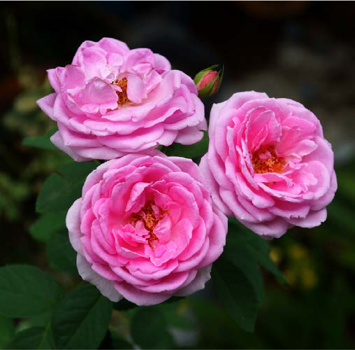 Rosa gallica