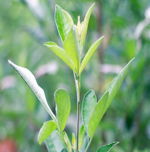 Tabernaemontana divaricata