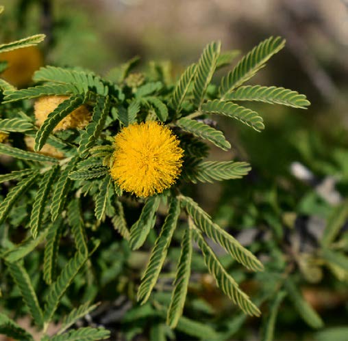 Acacia farnesiana