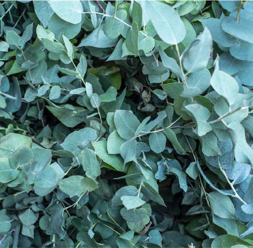 Eucalyptus camaldulensis