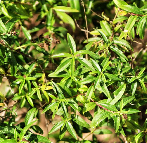 Eucalyptus citriodora