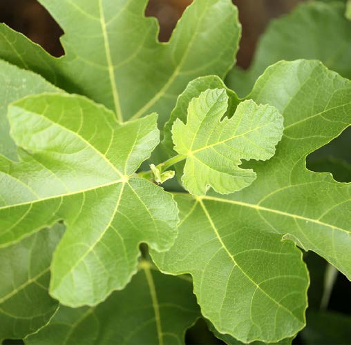 Ficus carica