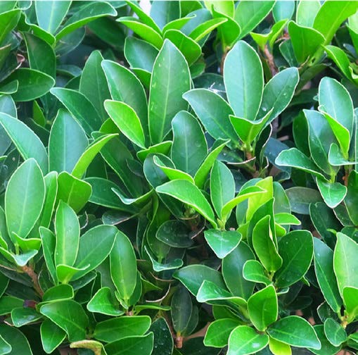 Ficus microcarpa
