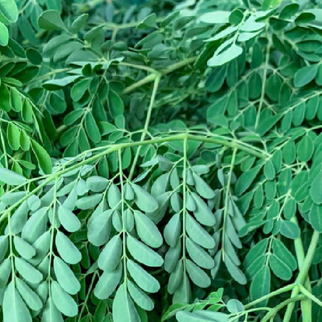 Moringa oleifera