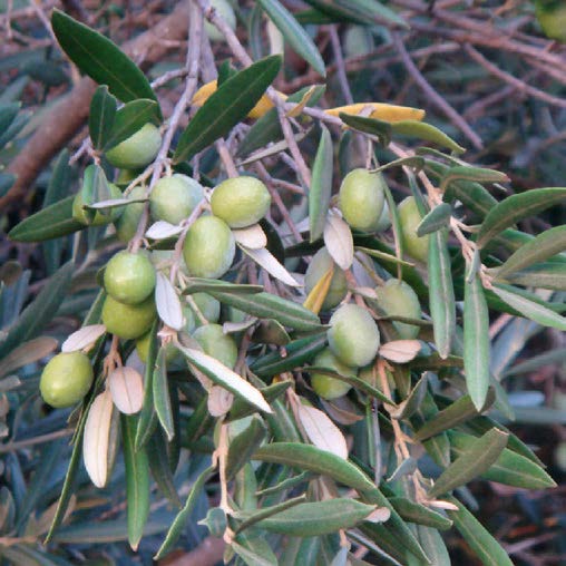 Olea europaea