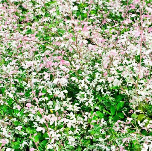 Pithecellobium dulce