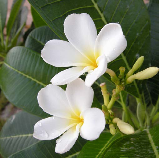 Plumeria alba