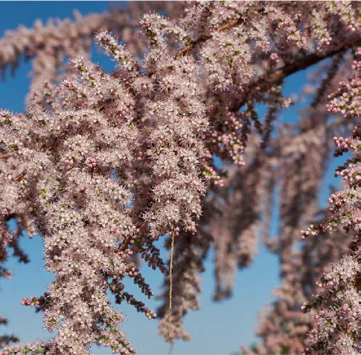 Tamarix gallica